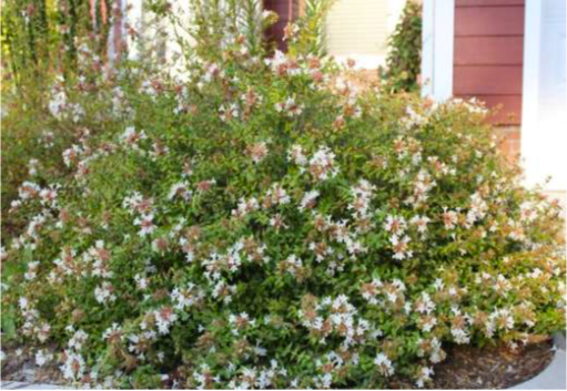 [12347634-3g-container] Little Richard Abelia – Compact Dwarf Flowering Shrub