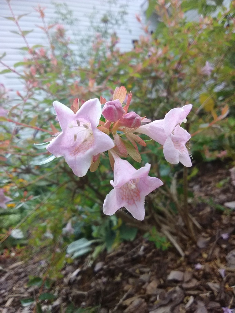 Edward Goucher Abelia - Pink Flowering Semi-Evergreen Shrub