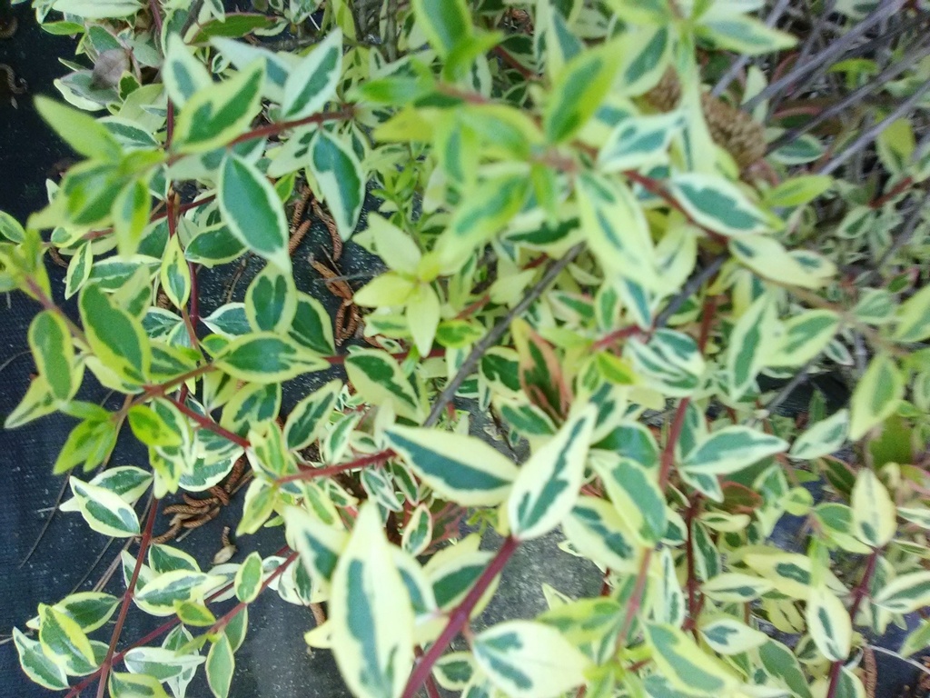[12347631-2g-container-sold-out] Sunrise Glossy Abelia - Variegated Deer Resistant Shrub (2 gallon container)