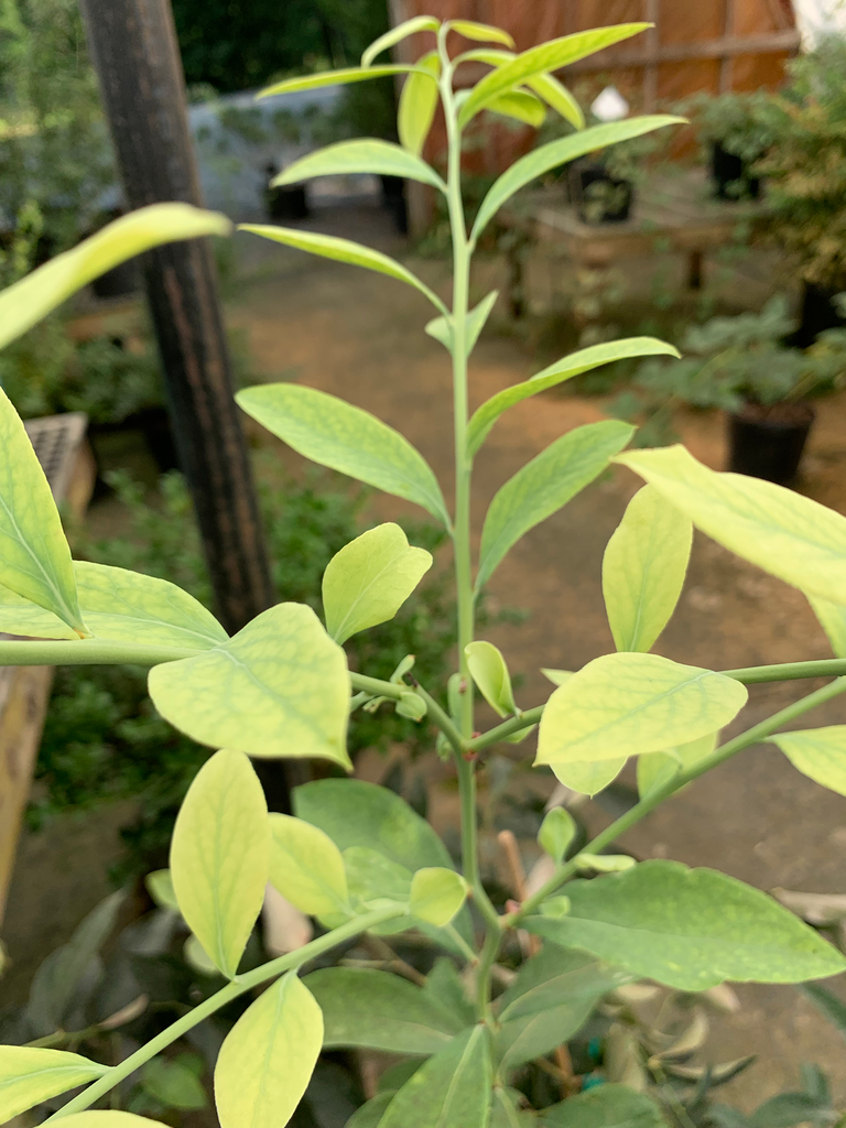 [alapha-blueberry-3g-container] Alapha Rabbiteye Blueberry - Vaccinium ashei 'Alapha'