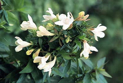 [12347630-3g-container] Prostrate Glossy Abelia | Low-Growing Flowering Shrub