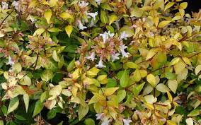 [12347629-3g-container] Francis Mason Variegated Glossy Abelia