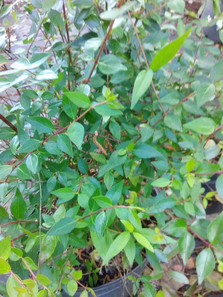 Glossy Abelia (Abelia grandiflora) - Fragrant Flowering Shrub