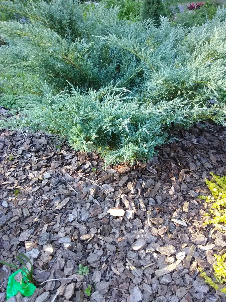 [10/20/26 KF GC] Angelica Blue Juniper | Juniperus chinensis 'Angelica Blue' (3 gallon container)