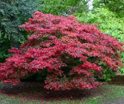 [123590151-10g-container-sold-out] Red-Leaf Japanese Maple | Acer palmatum 'Atropurpureum' (10 gallon container)