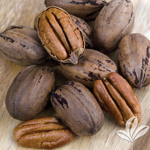 Forkert Pecan Tree (Type II) - Carya illinoinensis