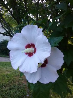 [123590141-15g-container] Red Heart Rose of Sharon (Althea) | Hibiscus syriacus (15 gallon container)