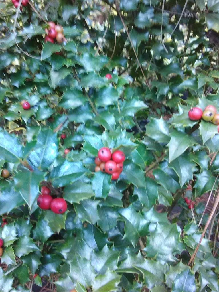 [123590100-5g-patio-tree-sold-out] Sparkler English Holly – Variegated Evergreen Patio Tree (5 gallon container (Patio Tree))