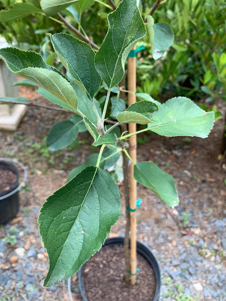 [dorsett-apple-7g-container] Dorsett Golden Apple Tree – Low-Chill Self-Pollinating (7 gallon container)
