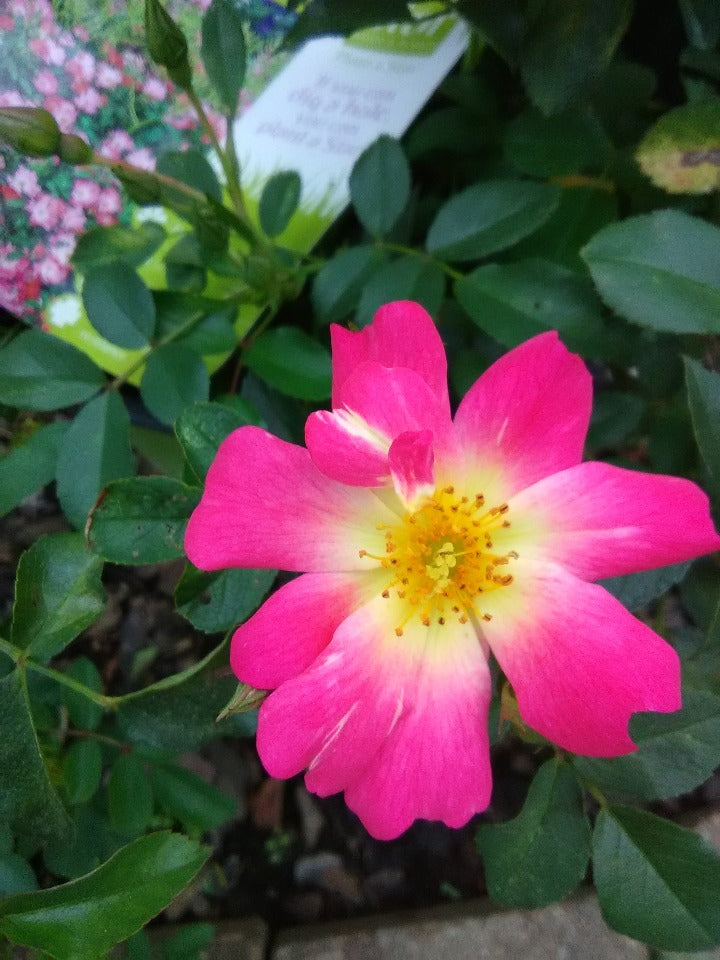 [123590087-3g-container] Pink Drift Rose | Rosa 'Meijocos' (3 gallon container)