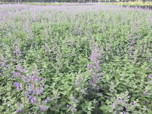 [123590054-1g-container] Walker's Low Catmint - Nepeta racemosa 'Walker's Low' (1 gallon container)