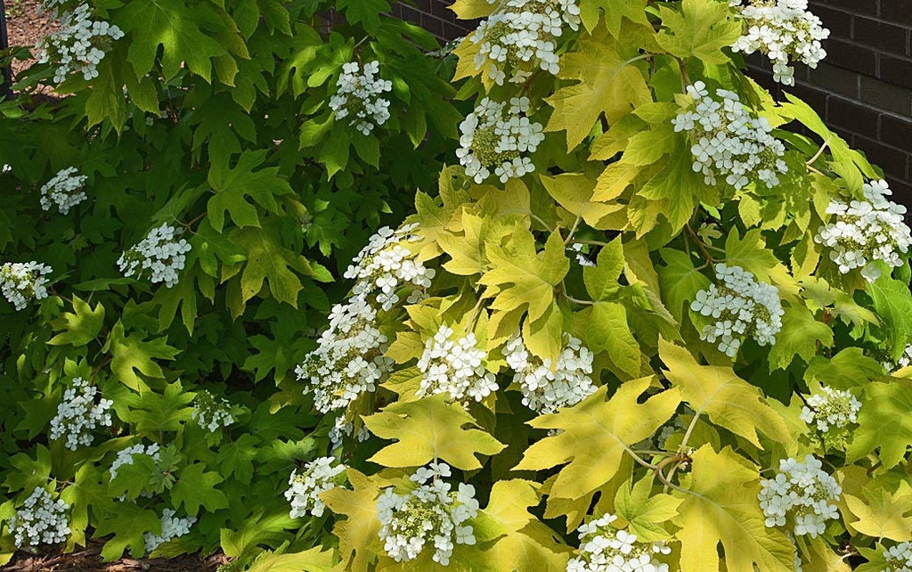 [123590051-3g-container] Little Honey Oakleaf Hydrangea - Hydrangea quercifolia