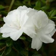 [7/22/26 KC A5] Autumn Moonlight Encore Azalea - White Reblooming Evergreen