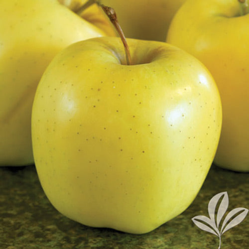 [123590037-7g-container-sold-out] Golden Delicious Apple Tree (Standard) - Self-Pollinating (7 gallon container)