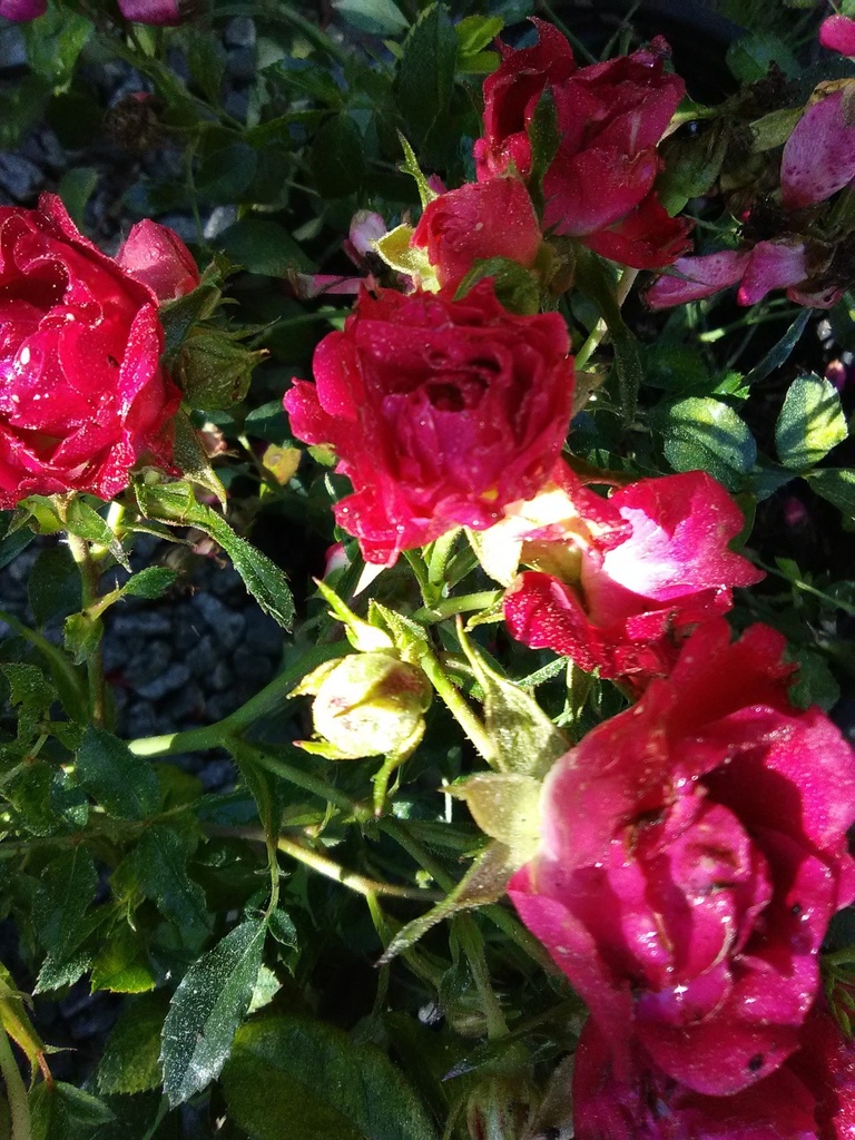 [123590031-3g-container] Red Drift Rose | Low-Growing Groundcover Rose (3 gallon container)