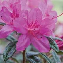 [7/22/26 KC A5] Autumn Amethyst Encore Azalea - Reblooming Purple Azalea