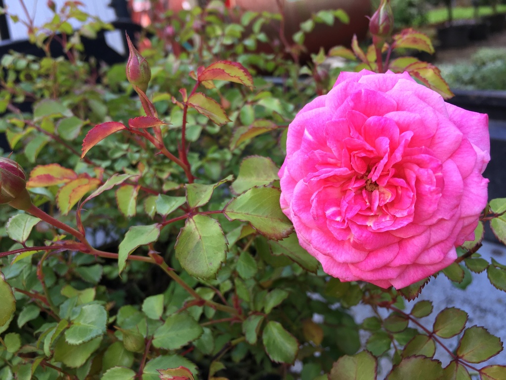 [123590030-3g-container] Sweet Drift Rose – Double Pink Groundcover Rose (3 gallon container)