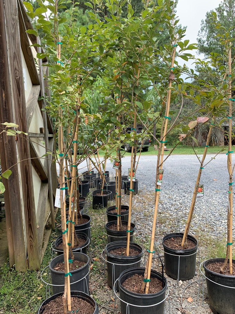 Ozark Premier Plum - Fruiting Japanese Plum Tree