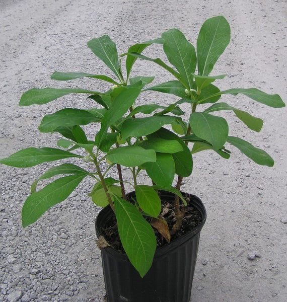 [123590015-3g-container] Chinese Paper Bush (Edgeworthia chrysantha) - Yellow Daphne (3 gallon container)