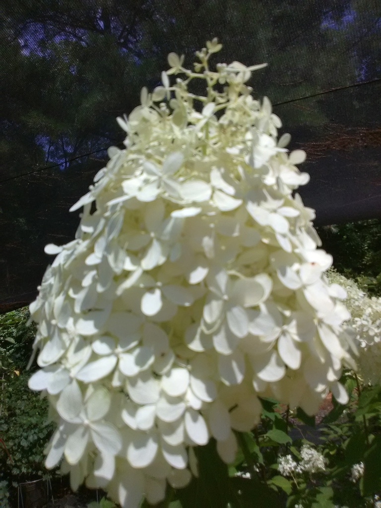 Limelight Hydrangea (Hydrangea paniculata 'Limelight')
