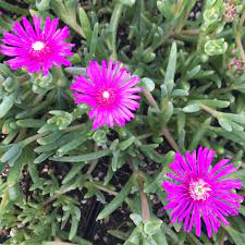 [hardy-ice-plant-magenta-1g-container] Hardy Ice Plant - Magenta (Delosperma cooperi) (1 gallon container)