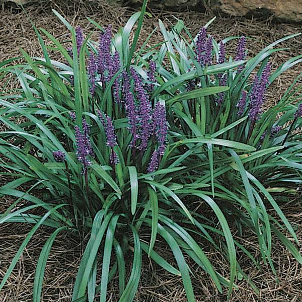 Liriope muscari 'Royal Purple' - Royal Purple Lilyturf (Monkey Grass)