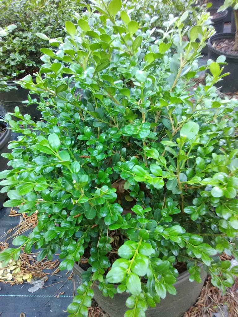 Korean Boxwood (Buxus microphylla var. Koreana)