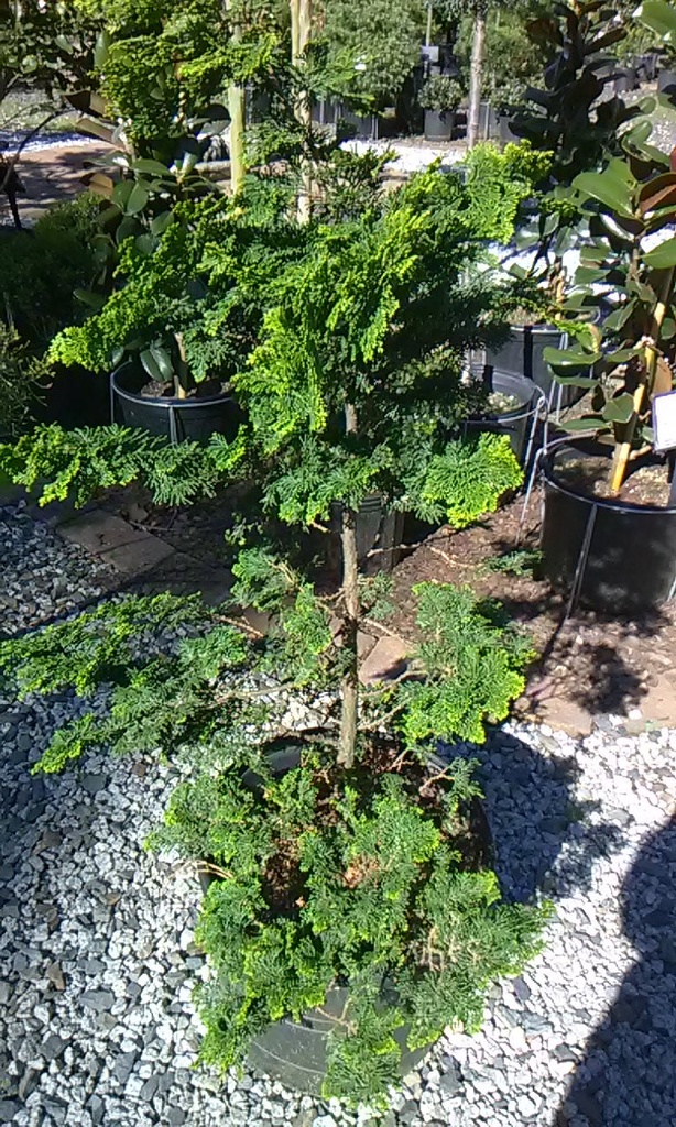 [123589924-3g-container-sold-out] Golden Japanese Hinoki Cypress (Chamaecyparis obtusa 'Aurea') (3 gallon container)