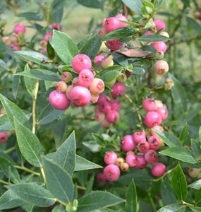 [123589923-3g-container-sold-out] Pink Lemonade Blueberry - Pink Fruiting High-Bush (3 gallon container)