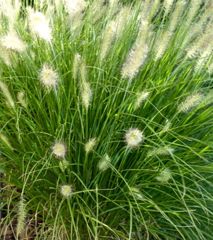 Hameln Dwarf Fountain Grass – Pennisetum alopecuroides