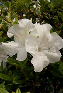 Autumn Ivory Encore Azalea - Reblooming White Evergreen Shrub