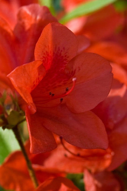 [123589899-3g-container-not-for-sale-yet] Autumn Bravo Encore Azalea