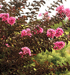 [123589898-3g-container] Delta Jazz Dwarf Crape Myrtle – Dark Burgundy Foliage (3 gallon container)