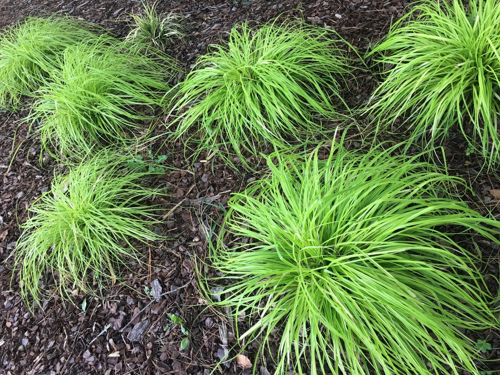 [123589895-1g-container-not-for-sale-yet] EverColor Everillo Sedge (Carex oshimensis 'Everillo') (1 gallon container)