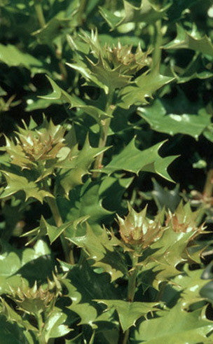 [123589869-5-6-b-b] Festive Holly - B&B