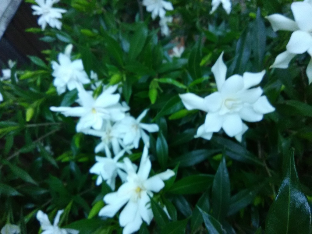 Frostproof Gardenia - Fragrant Evergreen Flowering Shrub