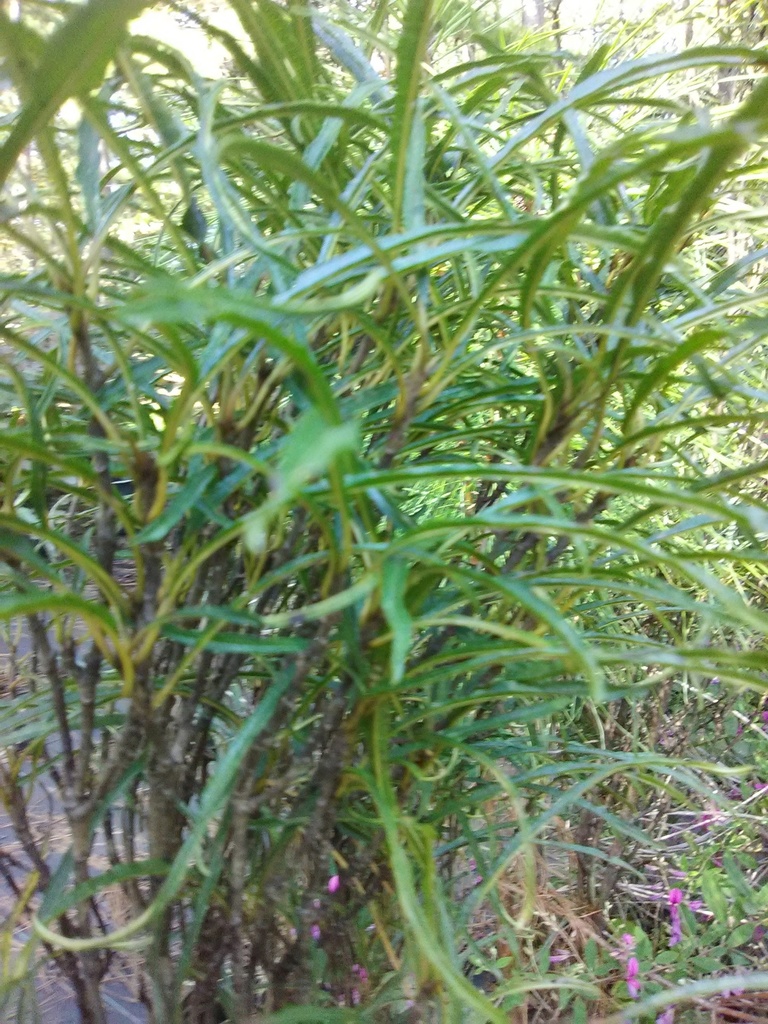 Fine Line® Fern Leaf Buckthorn (Rhamnus frangula 'Ron Williams')
