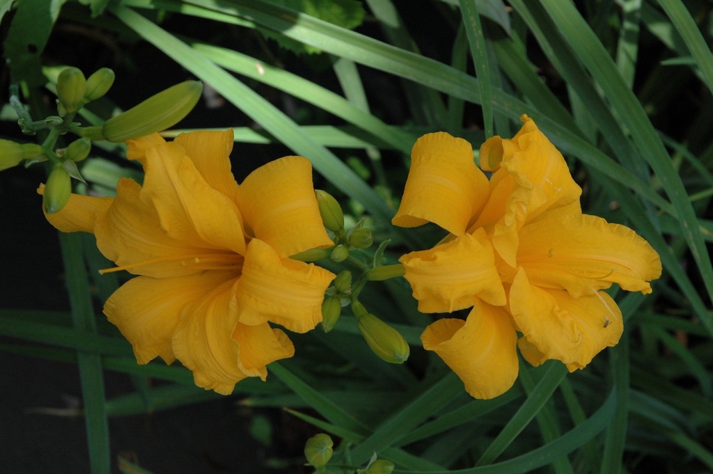 [123589793-1-5g-container] Prester John Daylily - Fragrant Golden Yellow Double Blooms