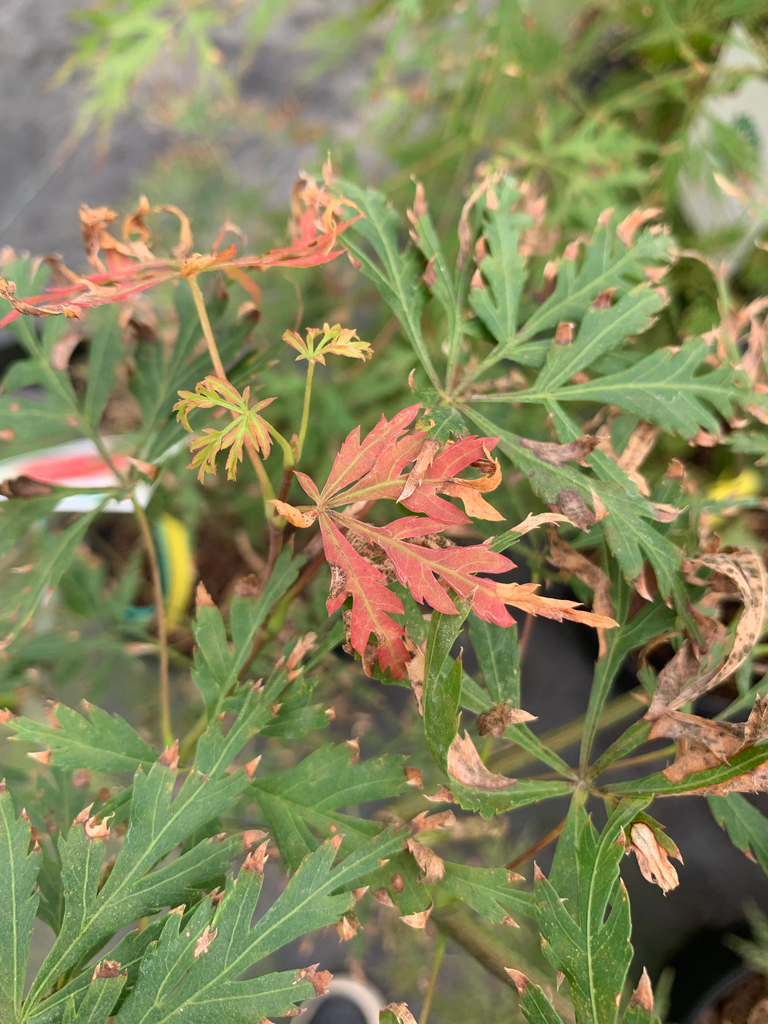 [acer-palmatum-var-dis-orangeola-3-gallon-container] Orangeola Cutleaf Japanese Maple (Acer palmatum dissectum) (3 gallon container)