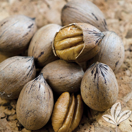 [123589421-extra-tall-container] Elliott Pecan Tree (Type II) - Carya illinoinensis (Extra Tall Container)