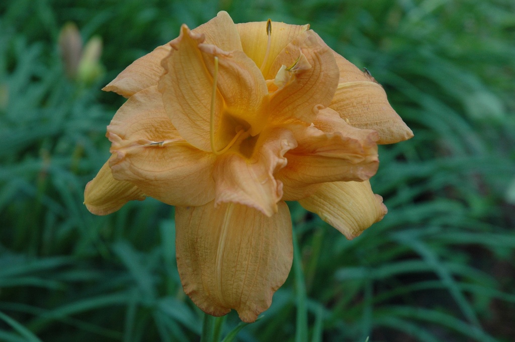 [123589386-1-5g-container] Double Melody Daylily – Hemerocallis 'Double Melody'