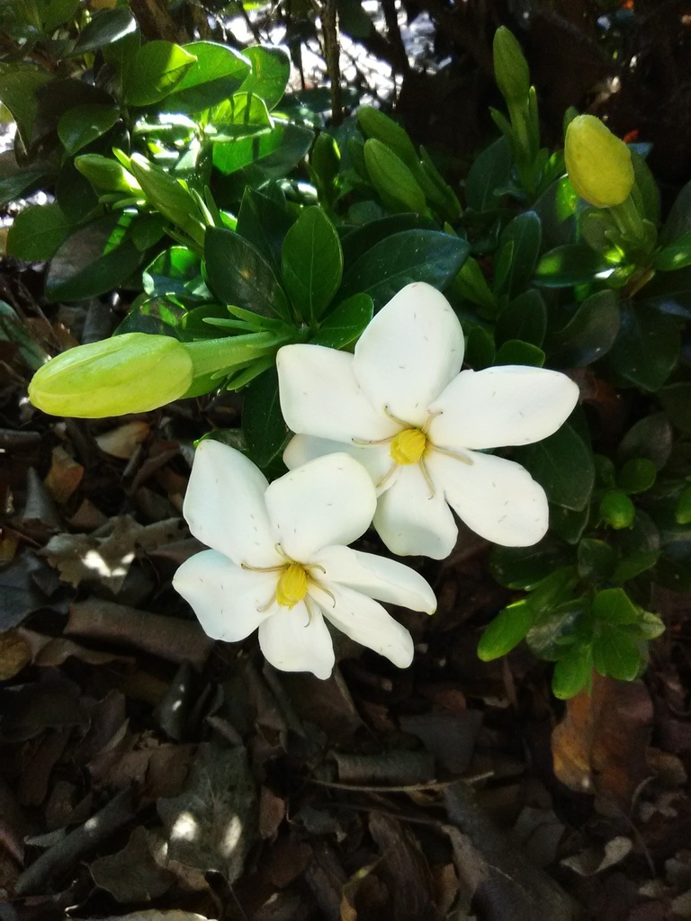 [9/30/26 KC GC] Kleim's Hardy Gardenia - Fragrant Evergreen Flowering Shrub (3 gallon container)