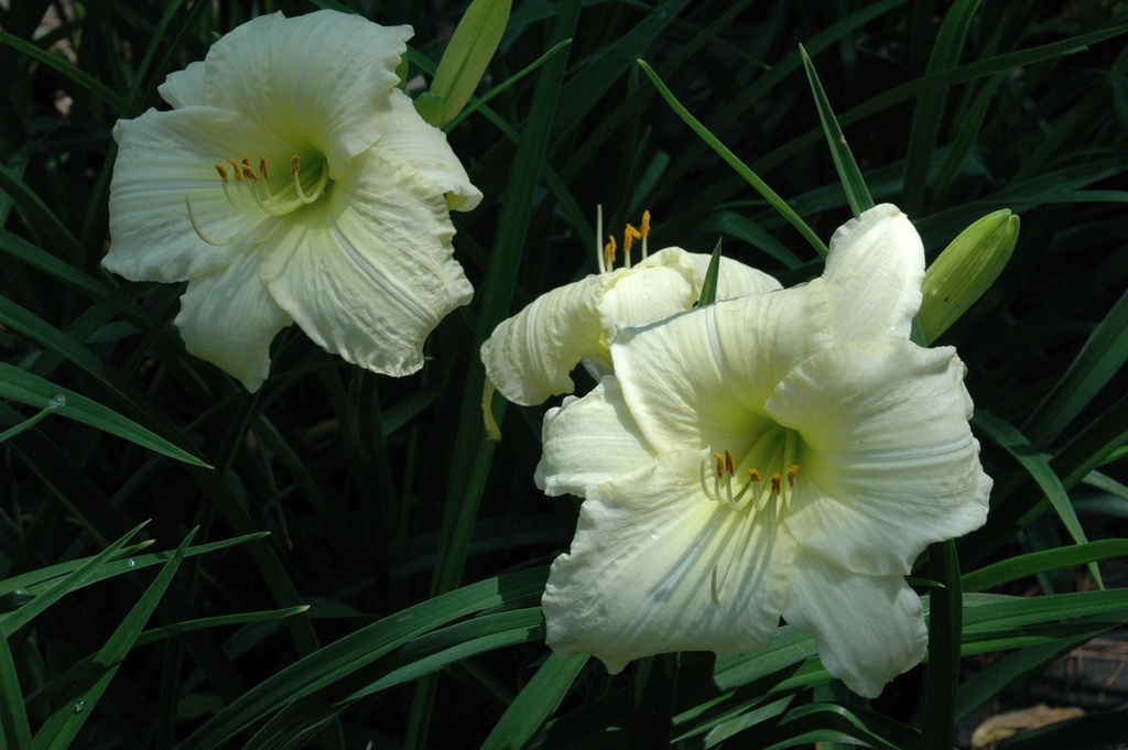 Joan Senior Daylily - Fragrant Near-White Rebloomer