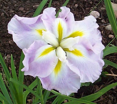Japanese Pink Frost Iris | Iris ensata 'Pink Frost'