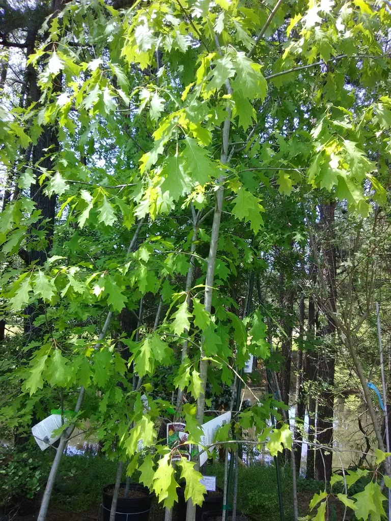 Shumard Oak - Native Shade Tree