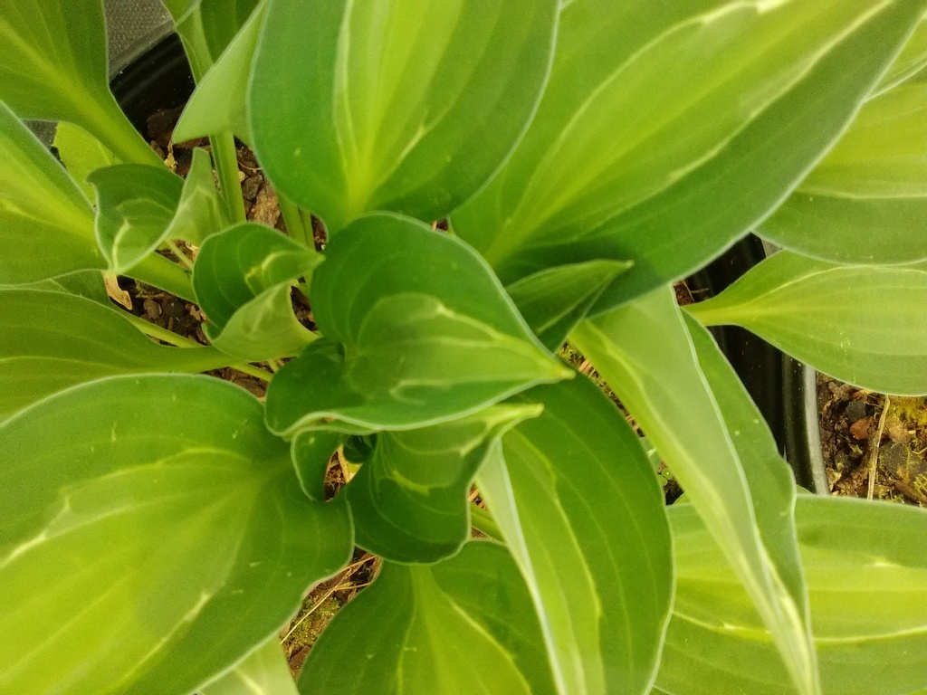 [123488064-1g-container] Striptease Variegated Hosta - Tri-Color Shade Perennial (1 gallon container)