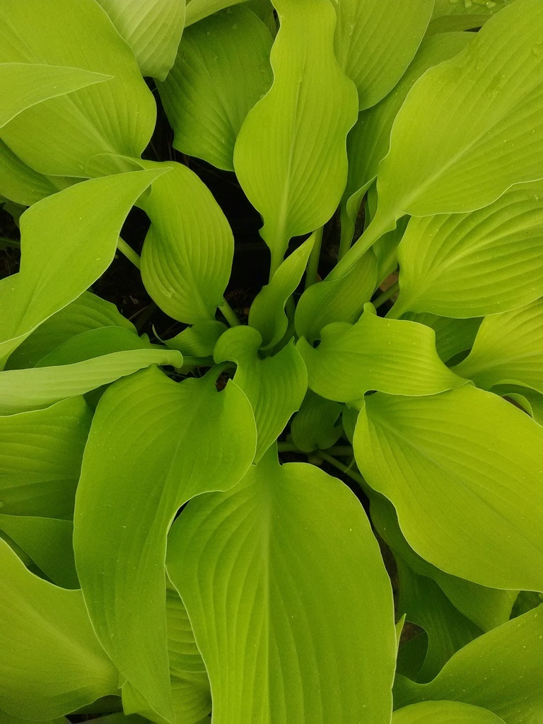Sun Power Hosta - Gold Sun-Tolerant Perennial