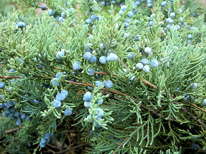 Blue Pfitzer Juniper | Silvery-Blue Evergreen Shrub