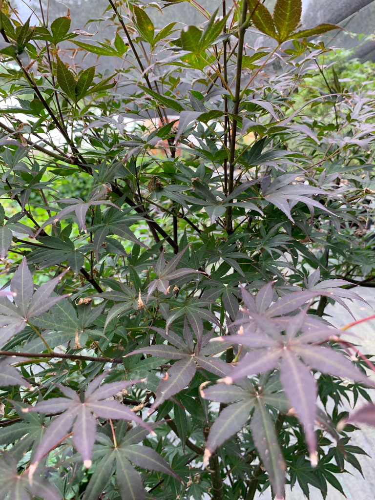 [hefners-red-select-japanese-maple-10g-container-4-sold-out] Hefner's Red Select Japanese Maple