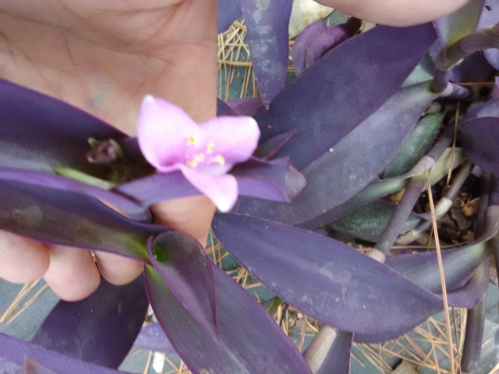 [123488020-2g-container-sold-out] Purple Heart 'Purple Queen' Ground Cover